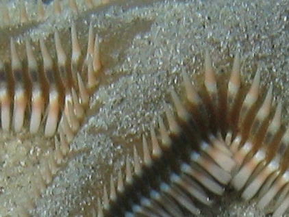 Astropecten bispinosus e Astropecten  platyacanthus